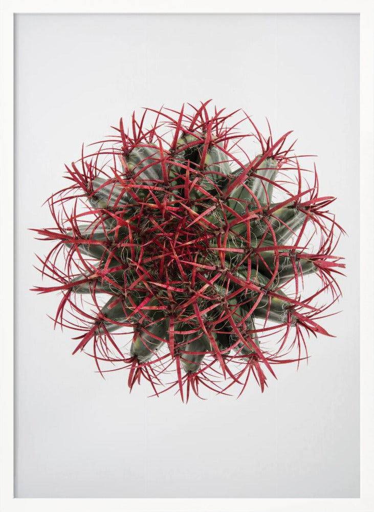 Cacti Poster